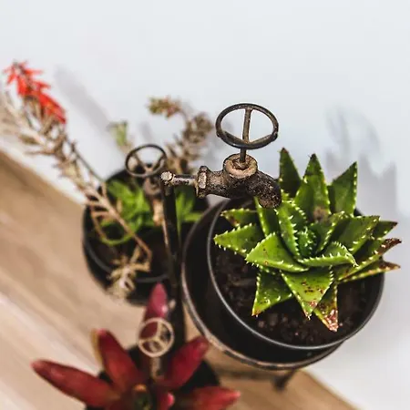 Ferienhaus Casa Alivas Furnas (Azores)