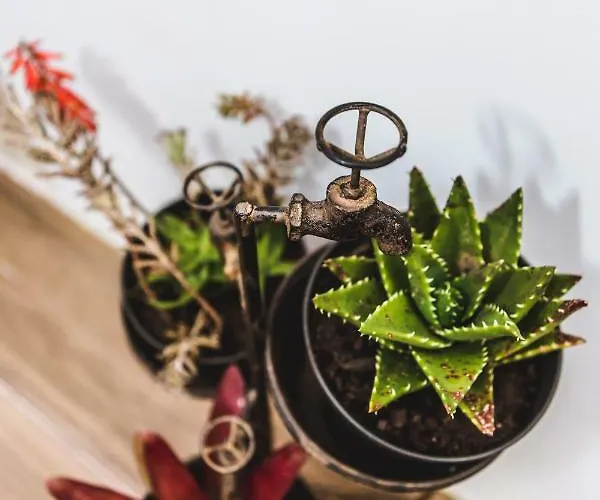 Casa vacanze Casa Alivas Furnas (Azores)